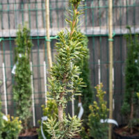 Taxus baccata `Green Column` harilik jugapuu