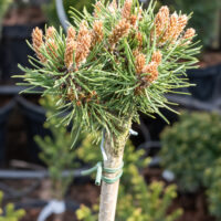 Pinus uncinata `Jezek` konksmänd