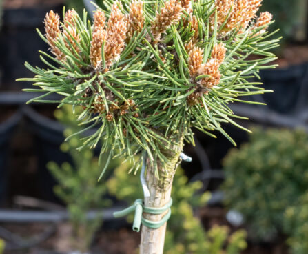 Pinus uncinata `Jezek` konksmänd