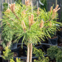 Pinus densiflora `Low Glow` kalmumänd (2)