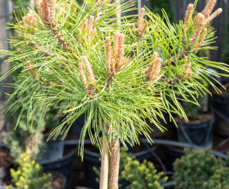 Pinus densiflora `Low Glow` kalmumänd (2)