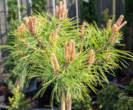 Pinus densiflora `Low Glow` kalmumänd (1)