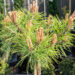 Pinus densiflora `Low Glow` kalmumänd (1)