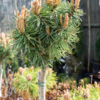 Pinus uncinata `Wiel` konksmänd