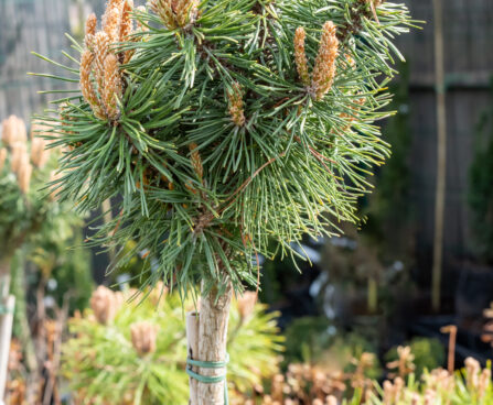 Pinus uncinata `Wiel` konksmänd