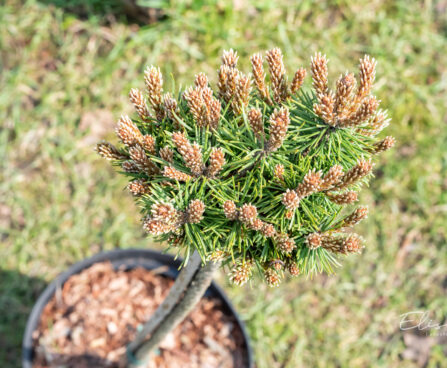 Pinus mugo `Mini Mini` mägimänd (1)