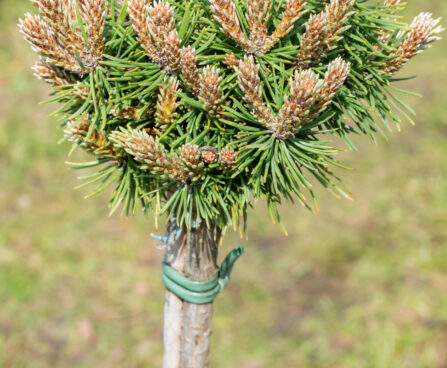 Pinus mugo `Mini Mini` mägimänd (2)