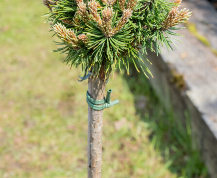 Pinus mugo `Mini Mini` mägimänd (3)