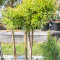 Pinus mugo `Little Gold Star` mägimänd