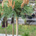 Pinus mugo `Benjamin` PA mägimänd (2)