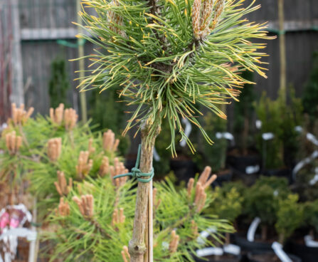 Pinus mugo `Wintersonne` PA mägimänd