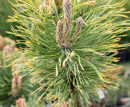 Pinus mugo `Wintersonne` PA mägimänd (1)