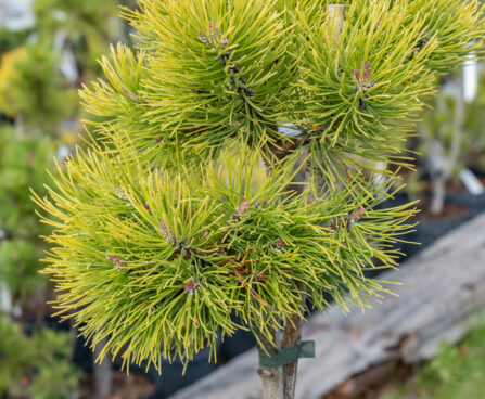 Pinus mugo `Ophir` mägimänd (1)