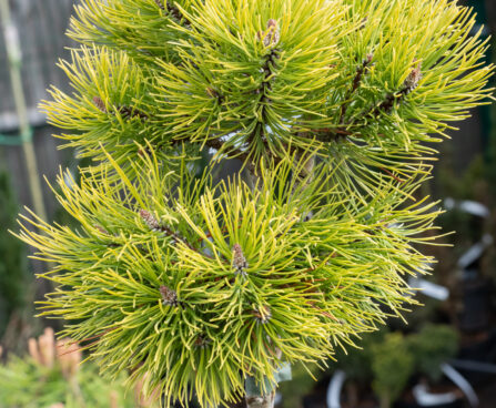 Pinus mugo `Ophir` mägimänd (2)