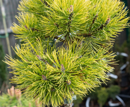 Pinus mugo `Ophir` mägimänd (2)