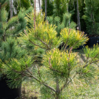 Pinus thunbergii `Ogon` Thunbergi mänd (2)