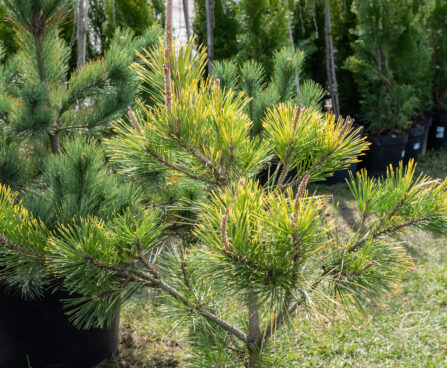 Pinus thunbergii `Ogon` Thunbergi mänd (2)