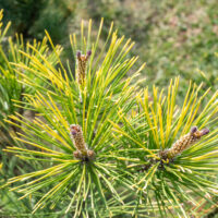 Pinus thunbergii `Ogon` Thunbergi mänd (1)