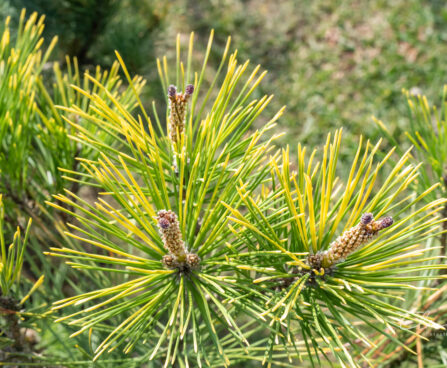 Pinus thunbergii `Ogon` Thunbergi mänd (1)