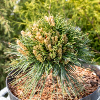 Pinus flexilis `Lil Wolf` kalju seedermänd