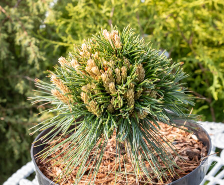 Pinus flexilis `Lil Wolf` kalju seedermänd