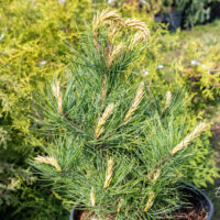 Pinus cembra alpi seedermänd