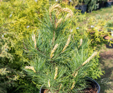 Pinus cembra alpi seedermänd