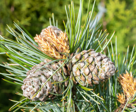 Pinus koraiensis `China Boy` korea seedermänd (1)