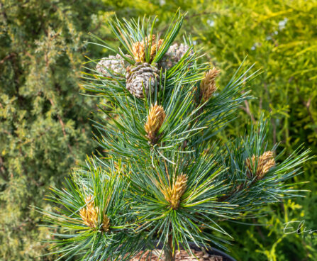 Pinus koraiensis `China Boy` korea seedermänd (2)