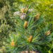 Pinus koraiensis `China Boy` korea seedermänd (2)