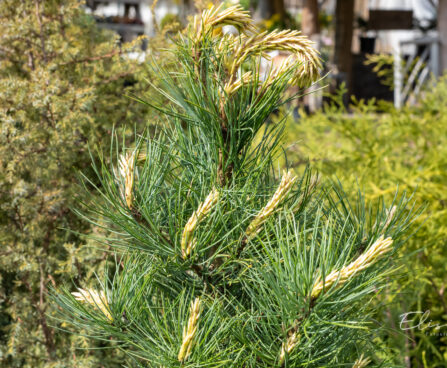 Pinus cembra alpi seedermänd (3)