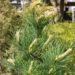 Pinus cembra alpi seedermänd (3)