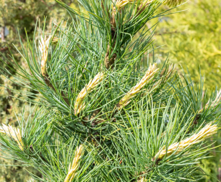 Pinus cembra alpi seedermänd (4)