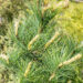 Pinus cembra alpi seedermänd (4)