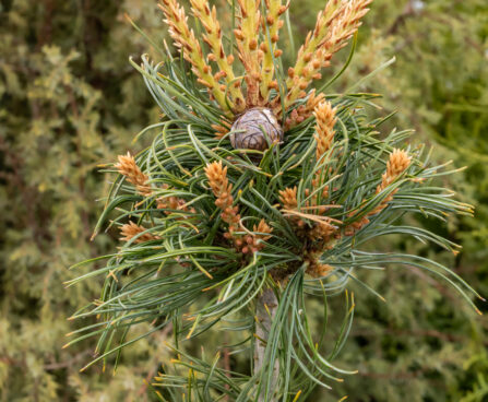Pinus parviflora `Schoon`s Bonsai` jaapani mänd