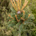 Pinus parviflora `Schoon`s Bonsai` jaapani mänd