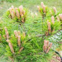 Pinus densiflora `Low Glow` kalmumänd