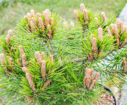 Pinus densiflora `Low Glow` kalmumänd