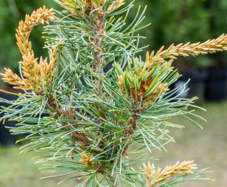 Pinus parviflora `Blauer Engel` jaapani mämd
