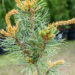 Pinus parviflora `Blauer Engel` jaapani mämd