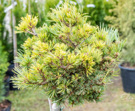 Pinus parviflora `Hagaromo` PA jaapani mänd (1)