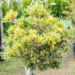Pinus parviflora `Hagaromo` PA jaapani mänd (1)
