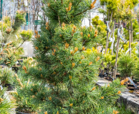 Pinus parviflora `Bergman` jaapani mänd (2)