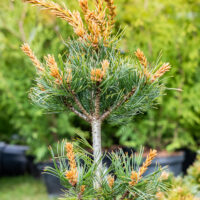 Pinus parviflora `Bergman` jaapani mänd (1)
