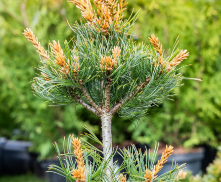 Pinus parviflora `Bergman` jaapani mänd (1)