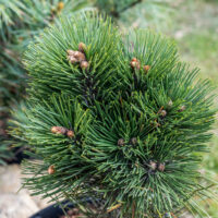 Pinus leucodermis `Malinki` valgekooreline mänd