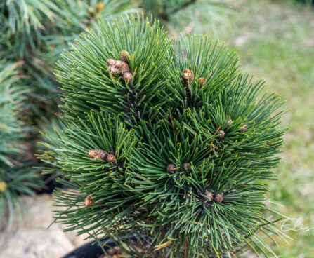 Pinus leucodermis `Malinki` valgekooreline mänd