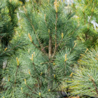 Pinus strobus `Stowe Pillar` valge mänd