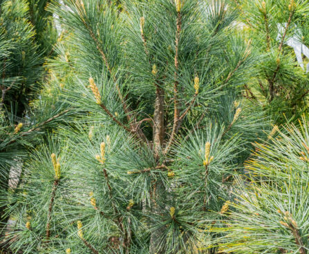 Pinus strobus `Stowe Pillar` valge mänd