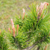 Pinus contorta `Spaan`s Dwarf` keerdmänd (2)